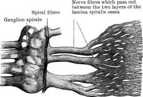 Cochlea Nerv, Jahrgang Illustration. vektor