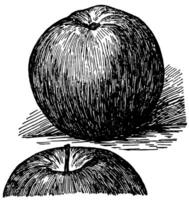 Stayman Apfel Jahrgang Illustration. vektor