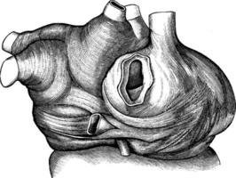 Ohrmuscheln Muskeln, Jahrgang Illustration. vektor