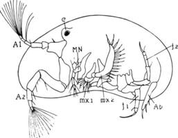 cypris, årgång illustration. vektor