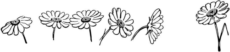 ett daisy bellis perennis, årgång illustration vektor