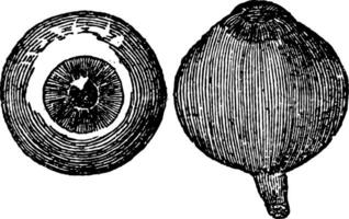 främre och sida se av de ögonglob, årgång illustration. vektor