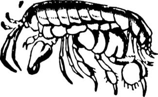 Amphipoda, Vintage-Illustration. vektor