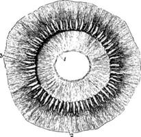 ciliary processer av de öga som sett från Bakom, årgång illustration. vektor