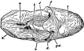 weibliche Nautilus ohne Schale, Vintage-Illustration. vektor