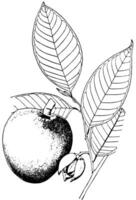 Annona Glabra Jahrgang Illustration. vektor