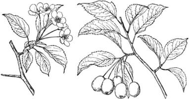 gren av malus rivularis årgång illustration. vektor
