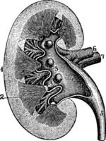 longitudinell sektion av en njure, årgång illustration. vektor
