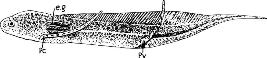 afrikansk lungfisk larv, årgång illustration. vektor