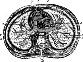 quer Sektion von das Thorax, Jahrgang Illustration vektor