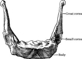 främre se av hyoid ben, årgång illustration. vektor