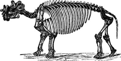 Dinoceras mirabile, Jahrgang Illustration. vektor