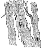vit fibrös vävnad av de sena, årgång illustration. vektor