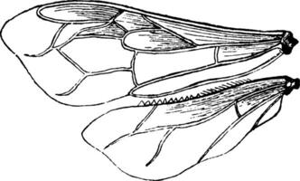 bi vinge, årgång illustration. vektor