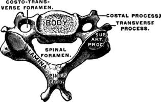 cervical kota, årgång illustration. vektor