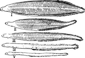 ål utveckling, årgång illustration. vektor