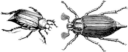 manlig och kvinna cockchafer, årgång illustration. vektor