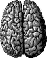 yta av de stora hjärnan, årgång illustration vektor