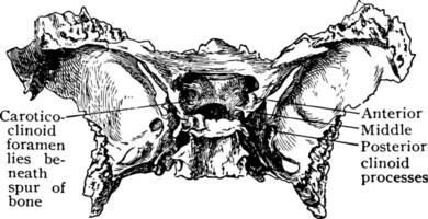 onormal sphenoid ben, årgång illustration. vektor