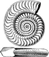 ammonit bifrons, årgång illustration. vektor