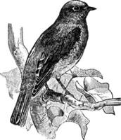 östra blåfågel, årgång illustration. vektor