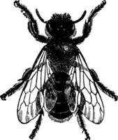 Blatt Cutter Biene, Jahrgang Illustration. vektor