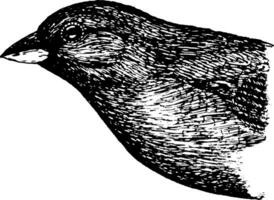 manlig indigobird, årgång illustration. vektor