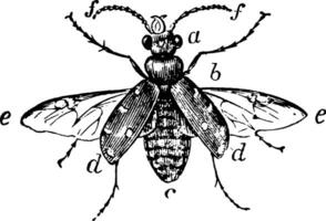 Coleoptera, Jahrgang Illustration. vektor