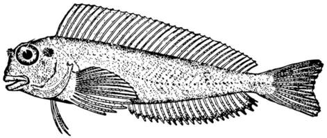 Rotlippe Blenny, Jahrgang Illustration. vektor