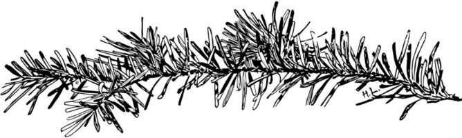 taxus canadensis årgång illustration. vektor