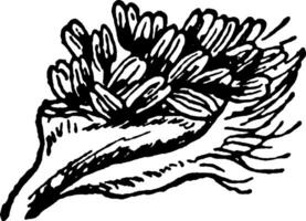 Balsam Blume Jahrgang Illustration. vektor