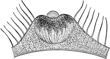 känsla av syn, årgång illustration. vektor