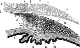 ciliary processer av de öga, årgång illustration. vektor