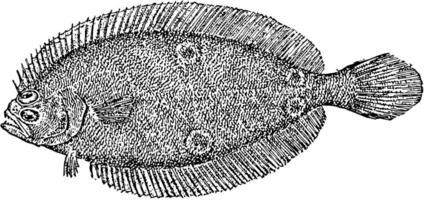 amerikan fourspot flundra, årgång illustration. vektor