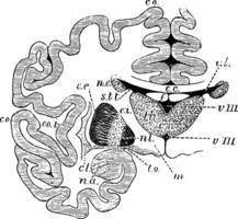 das Großhirn und Basic Ganglien von das Gehirn, Jahrgang Illustration vektor