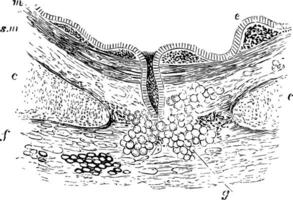 Sektion von das Bronchus, Jahrgang Illustration. vektor