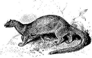 jaguarundi, årgång illustration. vektor