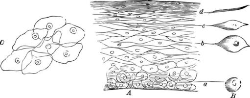 förstorade se av de ytterhud, årgång illustration. vektor