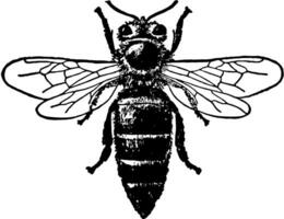 drottning honung bi, årgång illustration. vektor