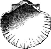 Innere Jakobsmuschel Schale haben ein dekorativ Hintergrund zum Vasen und Büsten, Jahrgang Gravur. vektor