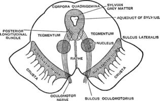 Sektion von Mittelhirn, Jahrgang Illustration vektor
