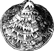 pectunculus glycimeris, årgång illustration. vektor
