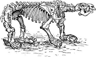 Megatherium Skelett, Jahrgang Illustration. vektor