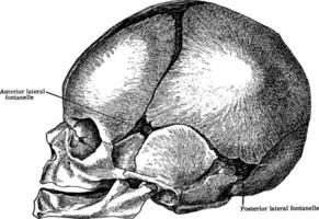 lateral aspekt av skalle på födelse, årgång illustration. vektor