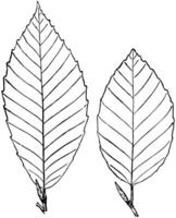 fagus grandifolia årgång illustration. vektor