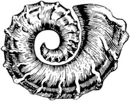 nautiloid, årgång illustration. vektor