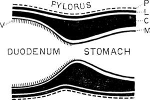 bildning av pylorus, årgång illustration. vektor