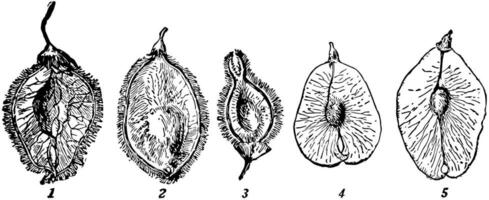 ulmus Americana Jahrgang Illustration. vektor