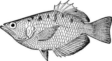 Schützenfisch, Vintage Illustration. vektor