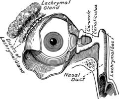 Tränendrüse Gerät von das Auge, Jahrgang Illustration. vektor